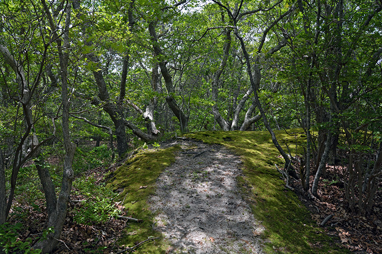 Martha's Vineyard Land Bank