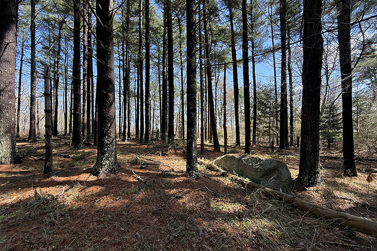 15 acres in Chilmark for sale