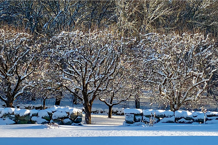 Christmas on Martha's Vineyard