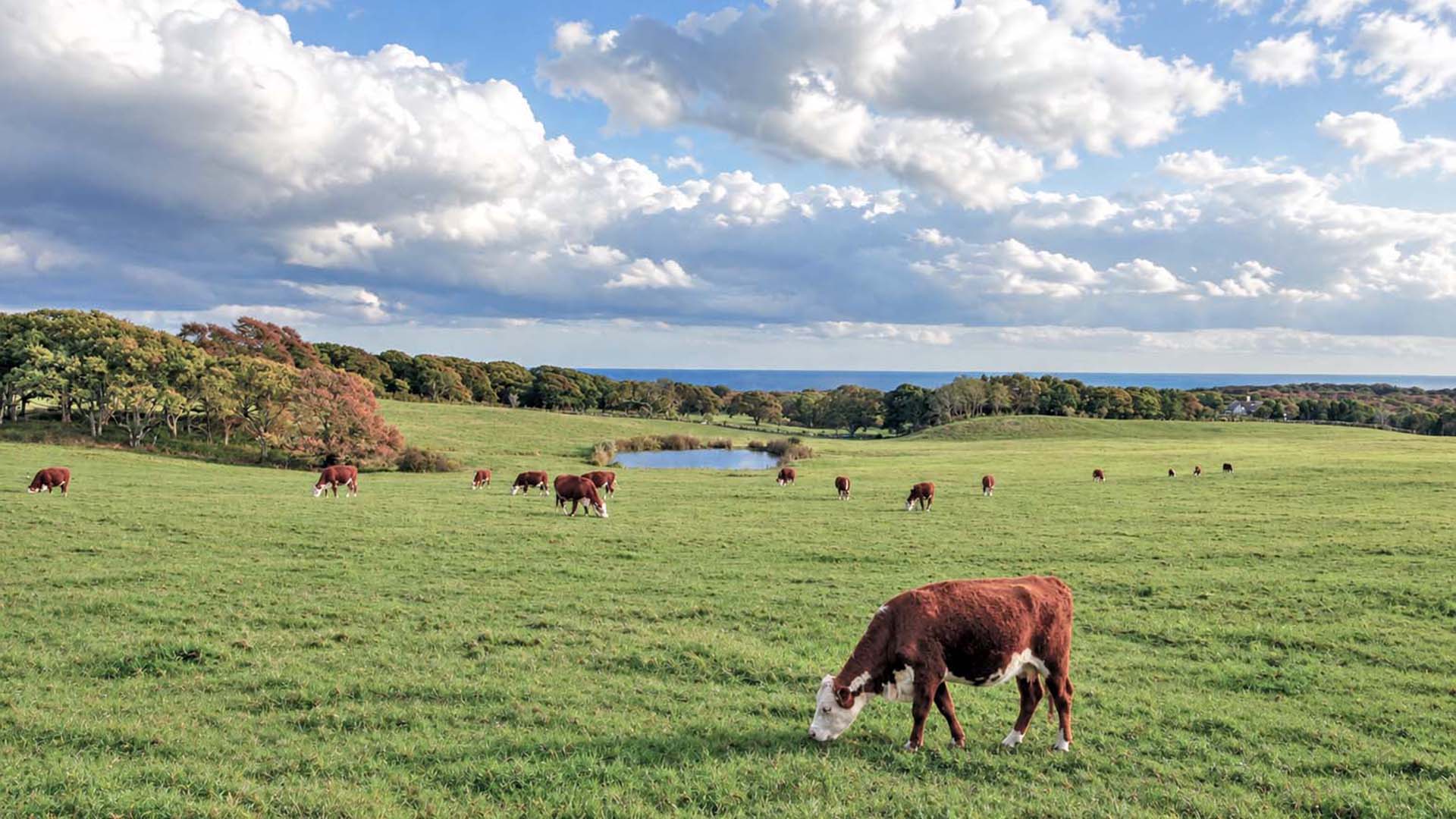 Keith Farm at Chilmark, Martha's Vineyard