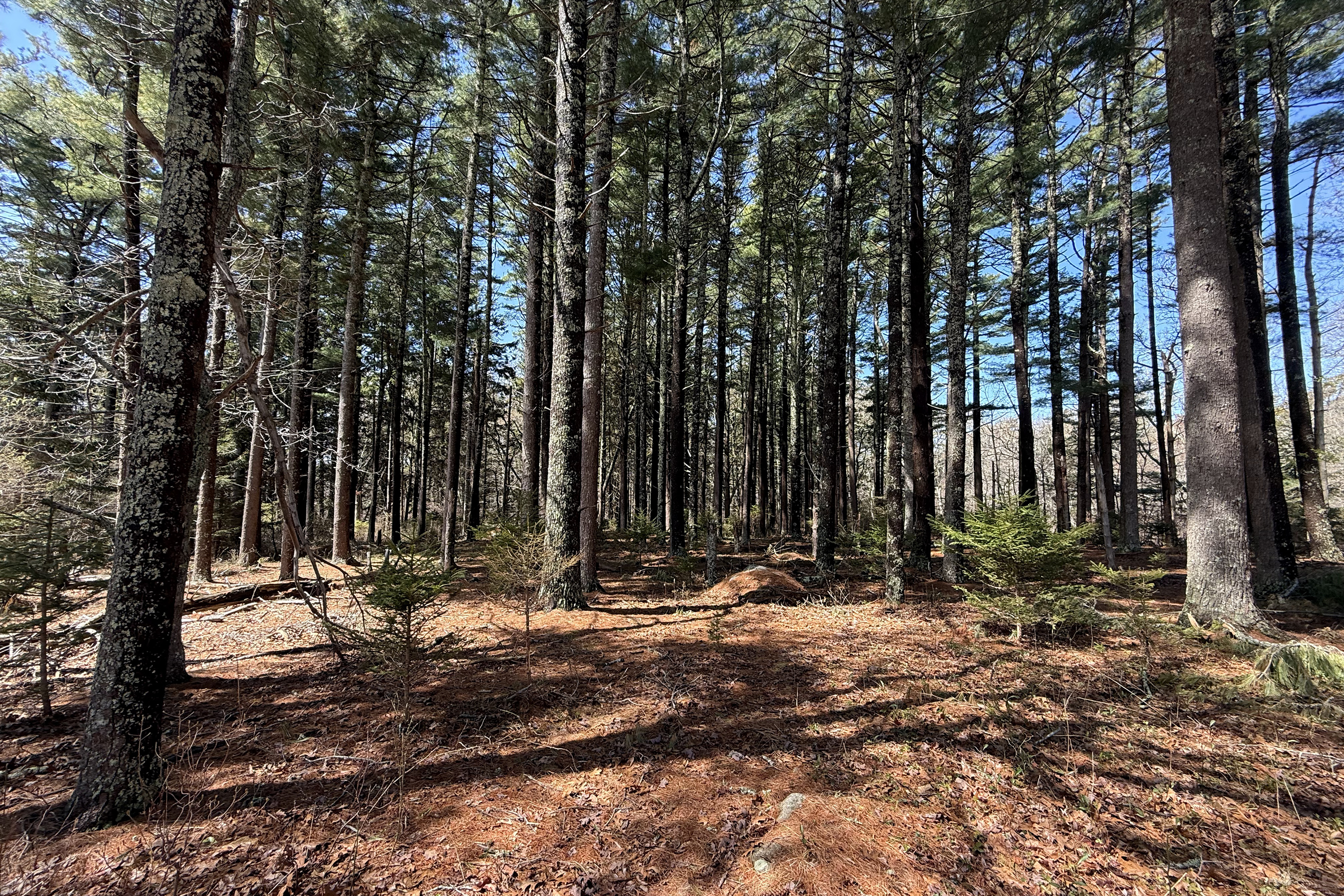 15 Acres in Chilmark, Martha's Vineyard