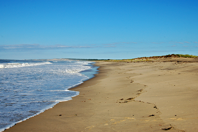 Rockrose Path