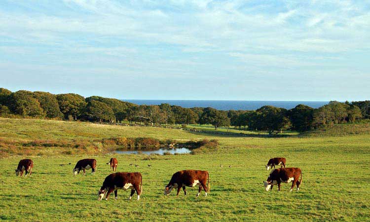 Keith Farm, Chilmark