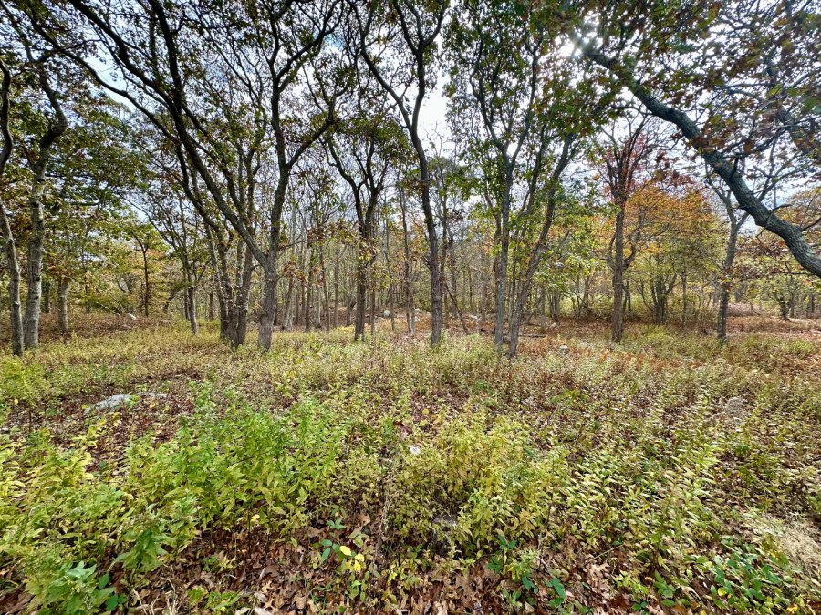 Property Photo 39